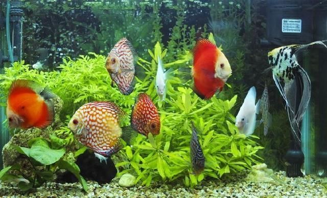 紅龍魚多少錢一條?：-選擇信譽良好的紅龍魚的價格因地區和市場供求而異