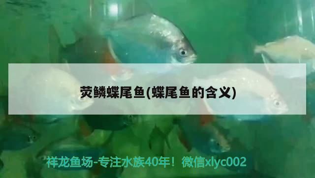 熒鱗蝶尾魚(蝶尾魚的含義) 熒鱗蝶尾魚(蝶尾魚的含義) 觀賞魚百科