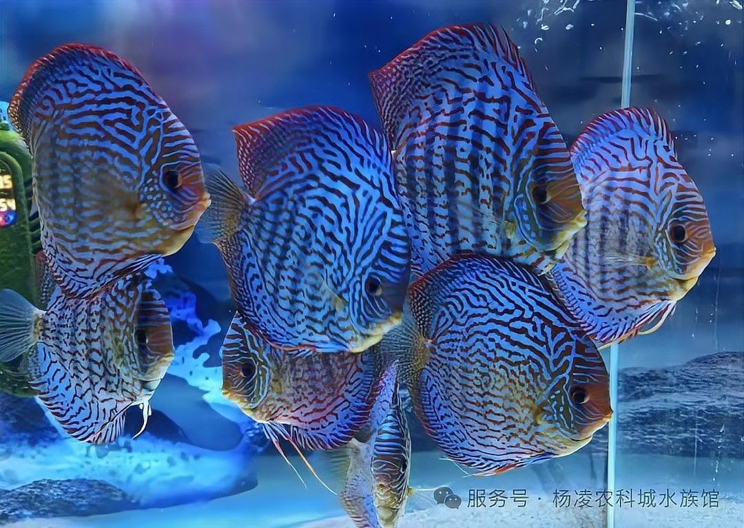 龍魚檢疫流程是怎樣的？