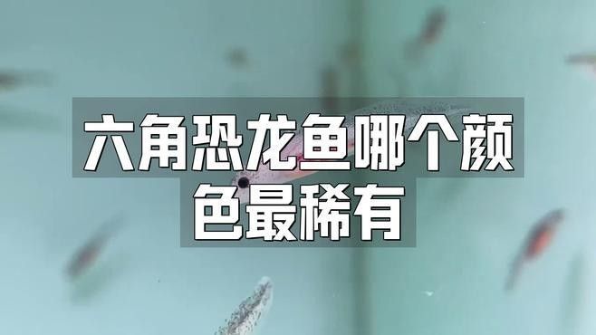 哪種顏色的恐龍魚最稀有（六角恐龍魚最稀有的顏色包括六角恐龍魚哪個(gè)顏色最稀有）