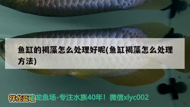 西安做魚缸的廠家在哪里有（西安批發魚缸在哪里）