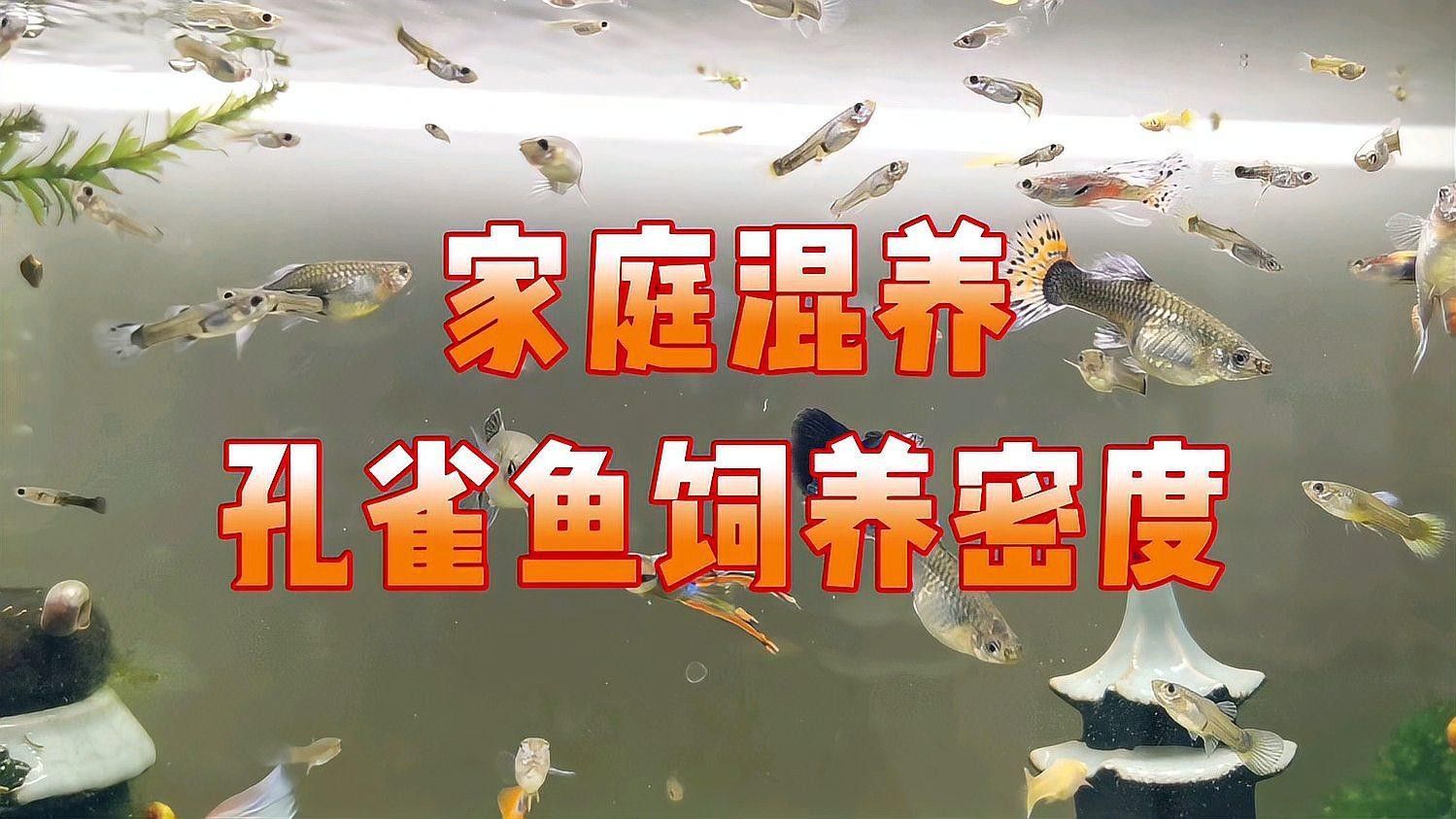 火龍魚和魟魚混養需要注意什么