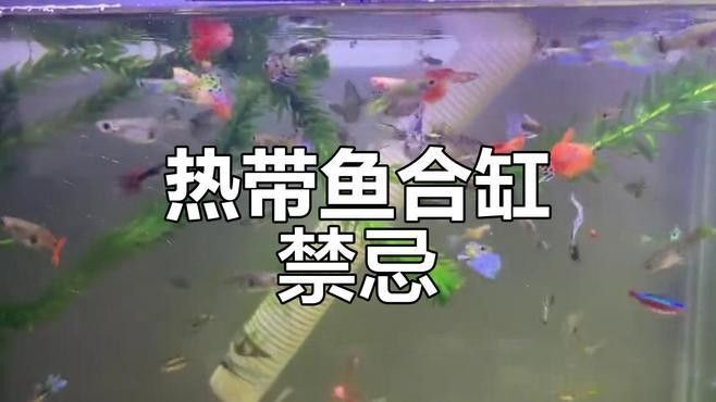 火龍魚和魟魚混養需要注意什么