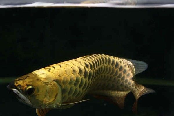 龍魚身上小氣泡會自愈嗎？
