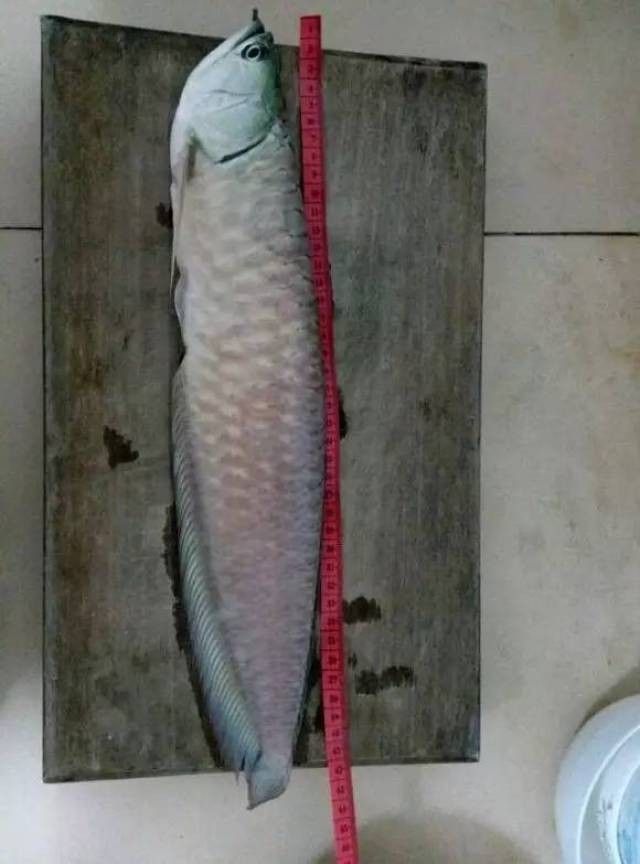 龍魚死后如何處理？（命理學與生態處理角度綜合建議：龍魚壽命可達數十年） 龍魚死后如何處理？（命理學與生態處理角度綜合建議：龍魚壽命可達數十年） 龍魚百科 第2張