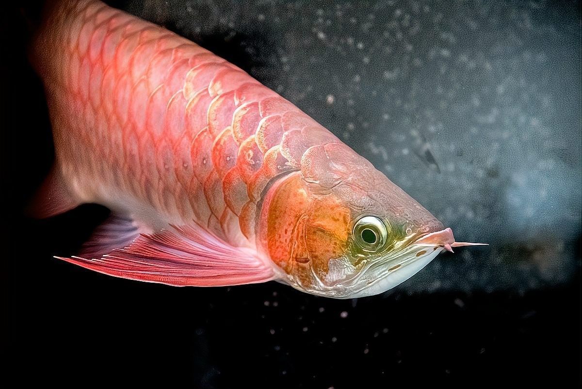哪些人適合養龍魚（哪些人群適合養龍魚？）