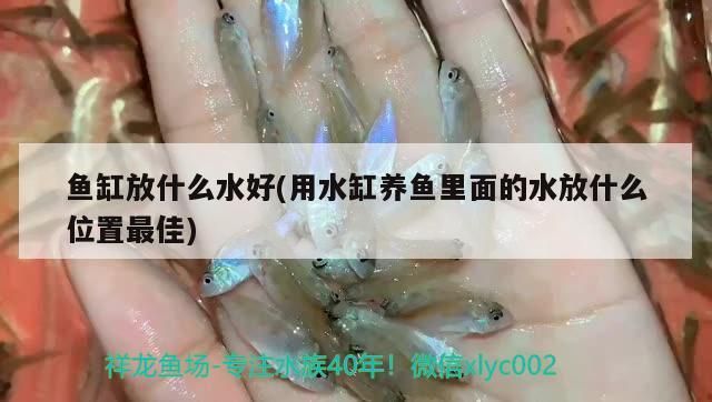 魚(yú)缸放什么水好(用水缸養(yǎng)魚(yú)里面的水放什么位置最佳) 魚(yú)缸放什么水好(用水缸養(yǎng)魚(yú)里面的水放什么位置最佳) 觀賞魚(yú)百科