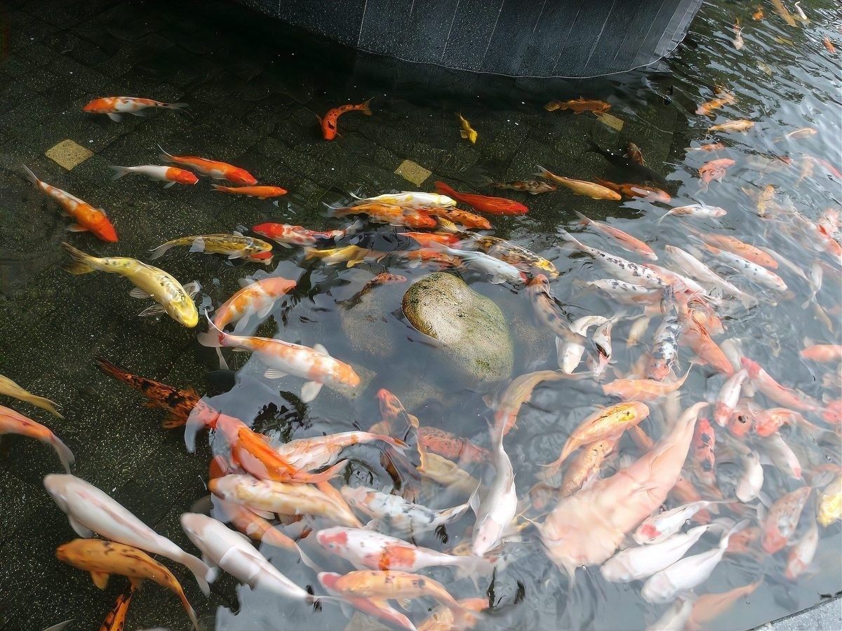 如何判斷金龍魚是否需要壓養（金龍魚的飼養管理） 如何判斷金龍魚是否需要壓養（金龍魚的飼養管理） 龍魚百科 第14張