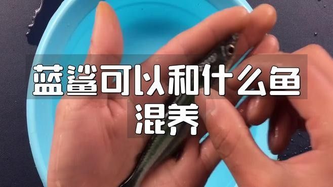 藍鯊在混養中的表現如何？（藍鯊在混養中的表現）