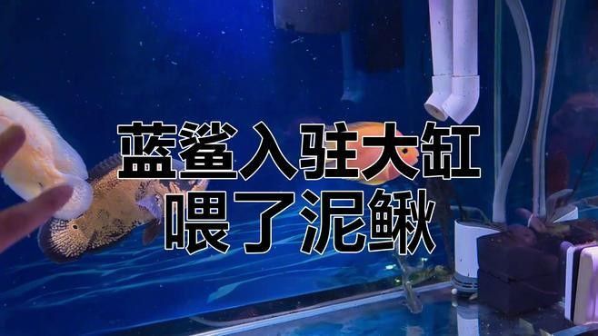 藍鯊在混養中的表現如何？（藍鯊在混養中的表現）