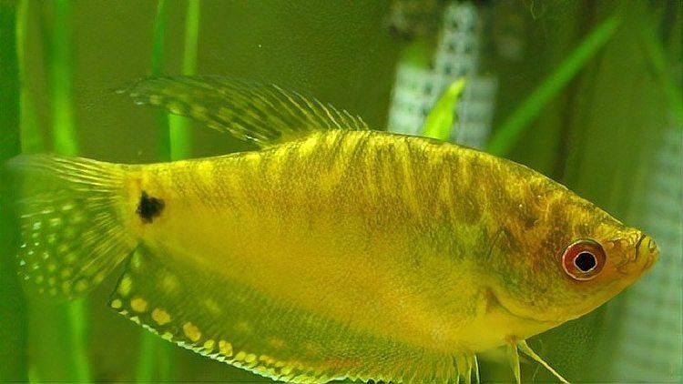 曼龍魚最大能長多大（《揭秘曼龍魚:最長能長到多少厘米》曼龍魚的生長情況簡介） 曼龍魚最大能長多大（《揭秘曼龍魚:最長能長到多少厘米》曼龍魚的生長情況簡介） 龍魚百科 第1張