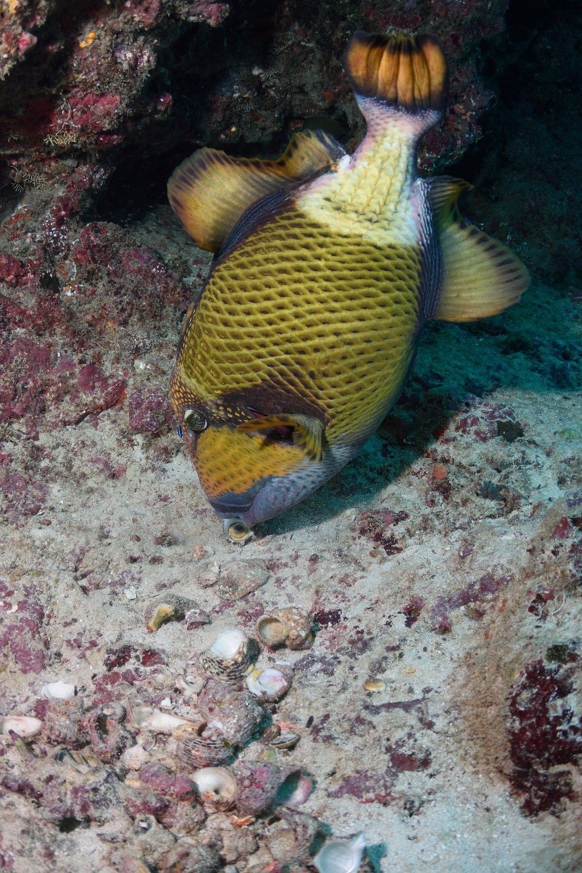 曼龍魚最大能長多大（《揭秘曼龍魚:最長能長到多少厘米》曼龍魚的生長情況簡介） 曼龍魚最大能長多大（《揭秘曼龍魚:最長能長到多少厘米》曼龍魚的生長情況簡介） 龍魚百科 第4張