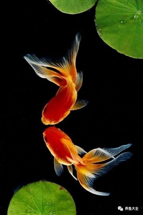 魔鬼刀魚和龍魚混養(yǎng)需要哪些水質(zhì)參數(shù)（刀魚和龍魚混養(yǎng)需要注意哪些事項）