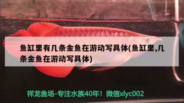 魚缸過濾器選購指南:自制魚缸過濾器魚缸上置過濾器對于養魚愛好者的必備知識 魚缸里有幾條金魚在游動寫具體(魚缸里,幾條金魚在游動寫具體) 觀賞魚百科 魚缸里有幾條金魚在游動寫具體(魚缸里,幾條金魚在游動寫具體) 魚缸里有幾條金魚在游動寫具體(魚缸里,幾條金魚在游動寫具體) 觀賞魚百科