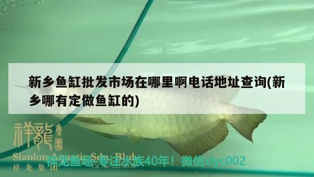 新鄉(xiāng)魚缸批發(fā)市場在哪里啊電話地址查詢(新鄉(xiāng)哪有定做魚缸的) 觀賞魚百科 第2張 新鄉(xiāng)魚缸批發(fā)市場在哪里啊電話地址查詢(新鄉(xiāng)哪有定做魚缸的) 新鄉(xiāng)魚缸批發(fā)市場在哪里啊電話地址查詢(新鄉(xiāng)哪有定做魚缸的) 觀賞魚百科 第2張