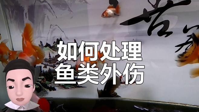 孔雀魚被攻擊后如何恢復？（關于孔雀魚在遭受攻擊后如何恢復的要點孔雀魚尾巴被咬了怎么辦） 孔雀魚被攻擊后如何恢復？（關于孔雀魚在遭受攻擊后如何恢復的要點孔雀魚尾巴被咬了怎么辦） 龍魚百科 第5張