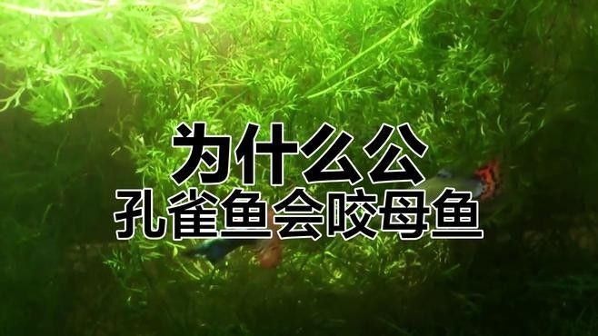 孔雀魚被攻擊后如何恢復？（關于孔雀魚在遭受攻擊后如何恢復的要點孔雀魚尾巴被咬了怎么辦） 孔雀魚被攻擊后如何恢復？（關于孔雀魚在遭受攻擊后如何恢復的要點孔雀魚尾巴被咬了怎么辦） 龍魚百科 第4張