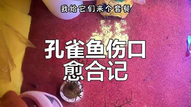 孔雀魚被攻擊后如何恢復？（關于孔雀魚在遭受攻擊后如何恢復的要點孔雀魚尾巴被咬了怎么辦） 孔雀魚被攻擊后如何恢復？（關于孔雀魚在遭受攻擊后如何恢復的要點孔雀魚尾巴被咬了怎么辦） 龍魚百科 第3張