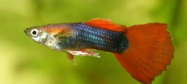 孔雀魚被攻擊后如何恢復？（關于孔雀魚在遭受攻擊后如何恢復的要點孔雀魚尾巴被咬了怎么辦） 孔雀魚被攻擊后如何恢復？（關于孔雀魚在遭受攻擊后如何恢復的要點孔雀魚尾巴被咬了怎么辦） 龍魚百科 第6張