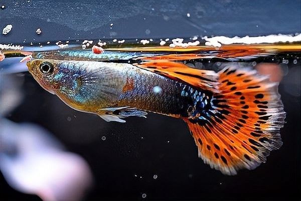 孔雀魚被攻擊后如何恢復？（關于孔雀魚在遭受攻擊后如何恢復的要點孔雀魚尾巴被咬了怎么辦） 孔雀魚被攻擊后如何恢復？（關于孔雀魚在遭受攻擊后如何恢復的要點孔雀魚尾巴被咬了怎么辦） 龍魚百科 第7張