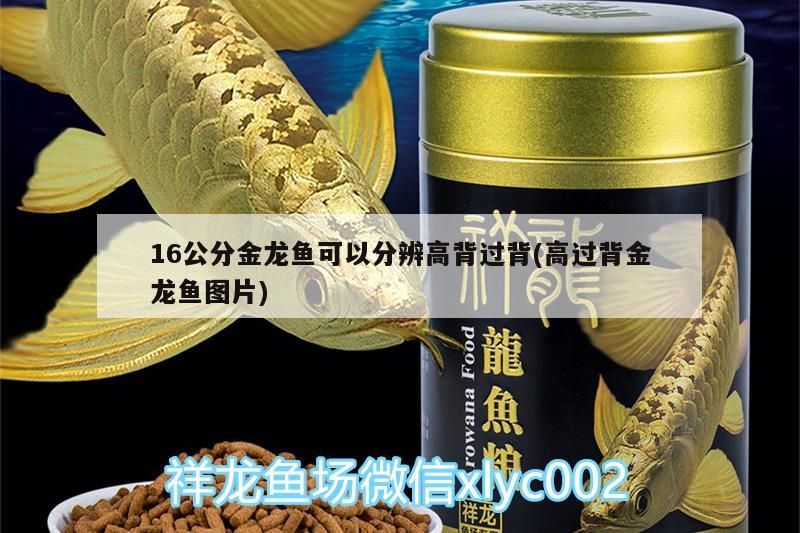 開封觀賞魚市場紅龍跳缸整成這樣子這可怎么恢復啊大神們給給建議謝謝（開封觀賞魚市場紅龍跳缸整成這樣子可怎么恢復啊） 開封觀賞魚市場紅龍跳缸整成這樣子這可怎么恢復啊大神們給給建議謝謝（開封觀賞魚市場紅龍跳缸整成這樣子可怎么恢復啊） 觀賞魚百科 第1張