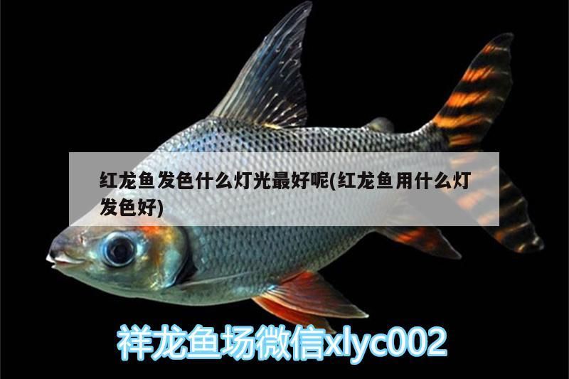 開封觀賞魚市場紅龍跳缸整成這樣子這可怎么恢復啊大神們給給建議謝謝（開封觀賞魚市場紅龍跳缸整成這樣子可怎么恢復啊） 開封觀賞魚市場紅龍跳缸整成這樣子這可怎么恢復啊大神們給給建議謝謝（開封觀賞魚市場紅龍跳缸整成這樣子可怎么恢復啊） 觀賞魚百科 第2張