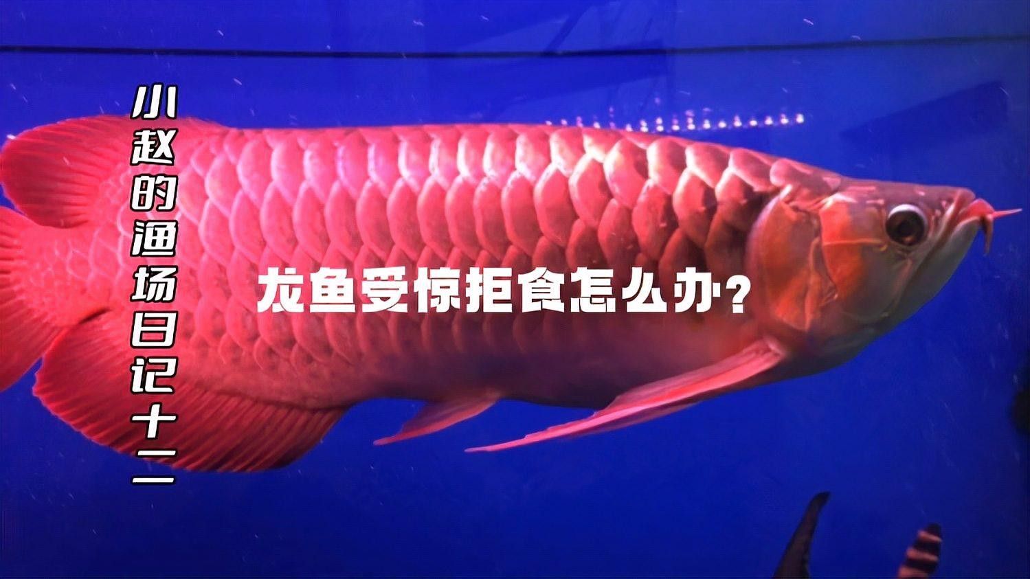 金龍魚受驚后如何處理？（金龍魚受到驚嚇了怎么辦） 金龍魚受驚后如何處理？（金龍魚受到驚嚇了怎么辦） 龍魚百科 第2張