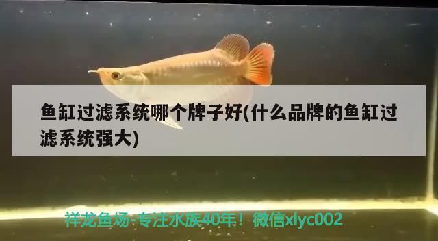 魚缸過濾系統哪個牌子好(什么品牌的魚缸過濾系統強大)
