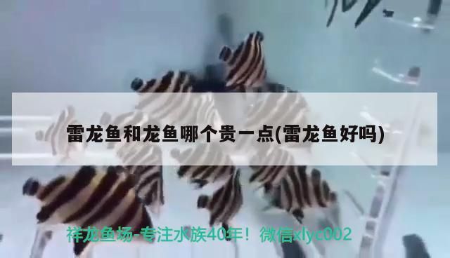 魚缸的魚單數好還是雙數好(魚缸的魚應該是雙數還是單數)（雷龍魚和龍魚哪個貴一點） 魚缸的魚單數好還是雙數好(魚缸的魚應該是雙數還是單數)（雷龍魚和龍魚哪個貴一點） 觀賞魚百科