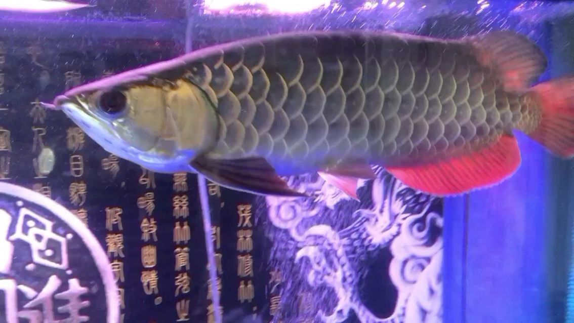 我的虎魚真菌感染了要怎么處理 養了3年的寶石龍.(養了3年的寶石龍) 觀賞魚百科 養了3年的寶石龍.(養了3年的寶石龍) 養了3年的寶石龍.(養了3年的寶石龍) 觀賞魚百科