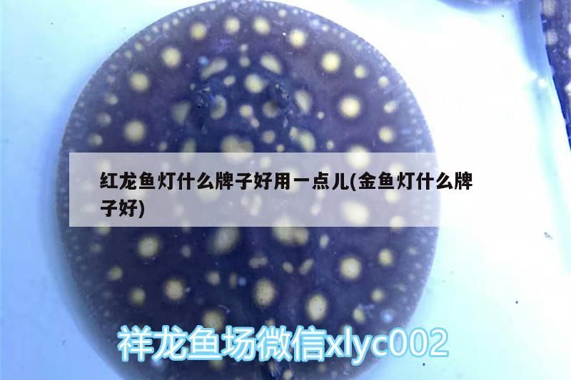 紅龍魚燈什么牌子好用一點兒(金魚燈什么牌子好)（紅龍魚燈什么牌子好用一點兒）