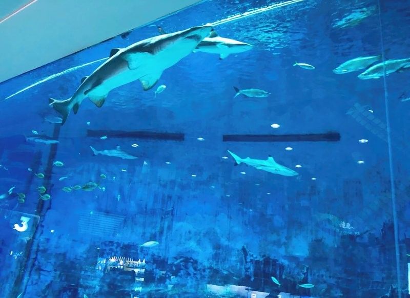 上城哪個水族館龍魚好？祥龍魚場龍魚（上城哪個水族館龍魚好）