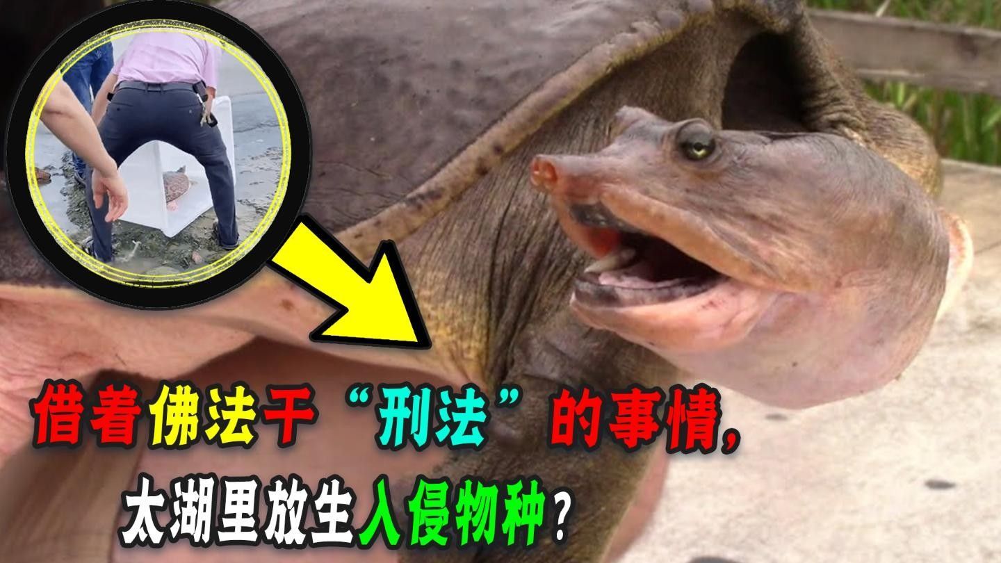 如何合法合規地進行放生（合法合規地進行放生） 如何合法合規地進行放生（合法合規地進行放生） 龍魚百科 第3張