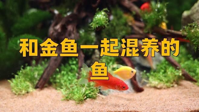 哪些金魚品種適合混養(yǎng)（如何選擇適合混養(yǎng)的金魚品種？） 哪些金魚品種適合混養(yǎng)（如何選擇適合混養(yǎng)的金魚品種？） 龍魚百科 第2張