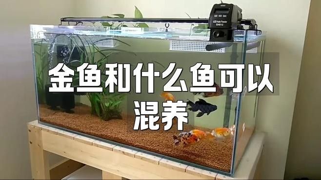 哪些金魚品種適合混養(yǎng)（如何選擇適合混養(yǎng)的金魚品種？） 哪些金魚品種適合混養(yǎng)（如何選擇適合混養(yǎng)的金魚品種？） 龍魚百科 第3張