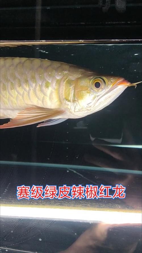 如何辨別辣椒紅龍魚(yú)的品相（如何挑選優(yōu)質(zhì)的辣椒紅龍魚(yú)）