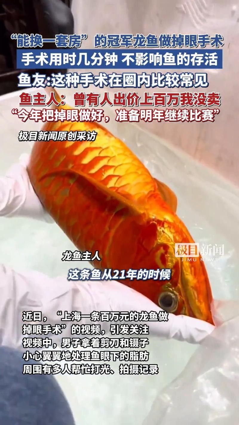 龍魚掉眼手術(shù)后多久見效（魚掉眼手術(shù)后的恢復(fù)時間因個體差異和手術(shù)復(fù)雜性而異）