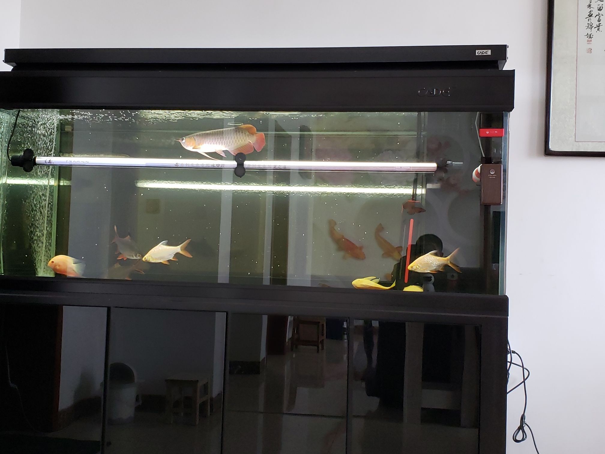 廣州魚缸批發市場卡普瓦斯RSA能量素使用體驗（卡普瓦斯rsa能量素使用體驗）
