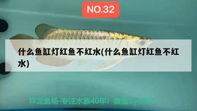 什么魚(yú)缸燈紅魚(yú)不紅水(什么魚(yú)缸燈紅魚(yú)不紅水)（什么魚(yú)缸燈紅魚(yú)不紅水）