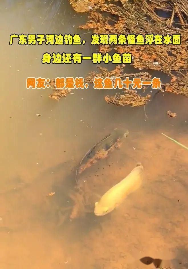 銀龍魚和地圖魚混養會咬鰭嗎？