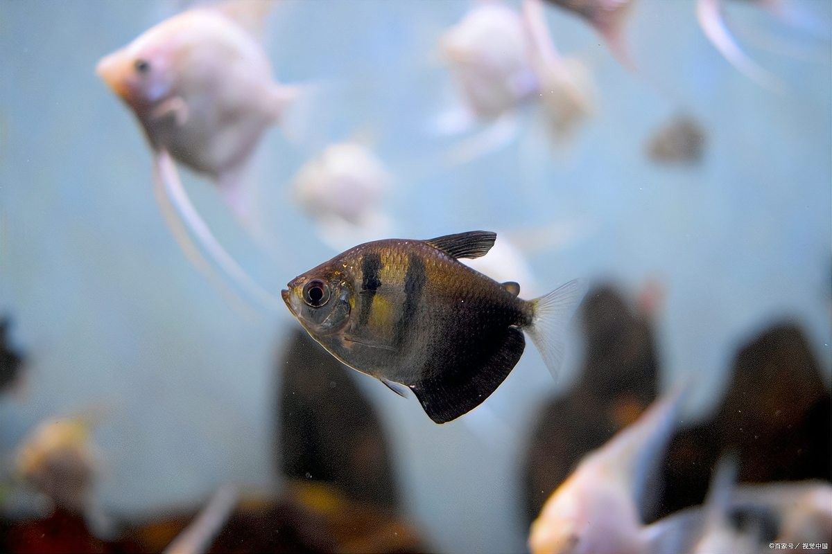 銀龍魚和地圖魚混養會咬鰭嗎？