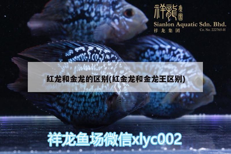 紅龍和金龍的區別(紅金龍和金龍王區別)（紅龍魚和金龍魚有什么區別？）