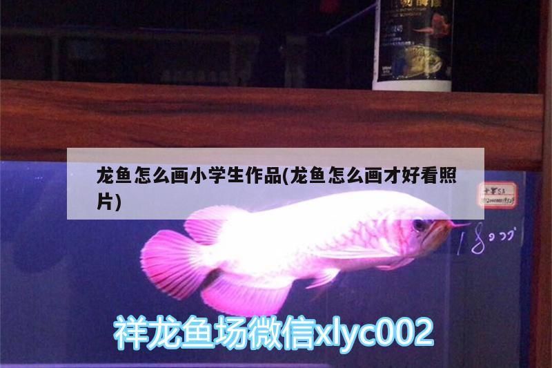 龍魚怎么畫小學(xué)生作品(龍魚怎么畫才好看照片)（小學(xué)生畫龍魚怎么畫小學(xué)生作品）