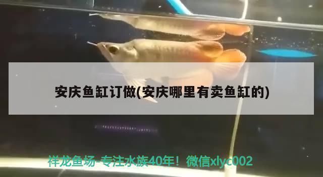 安慶魚缸批發市場：安慶魚缸批發市場在哪里