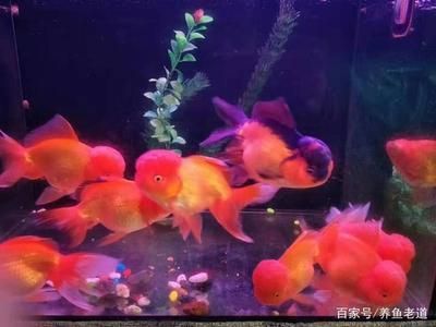 純黑觀賞魚的種類與價格（純黑觀賞魚價格）