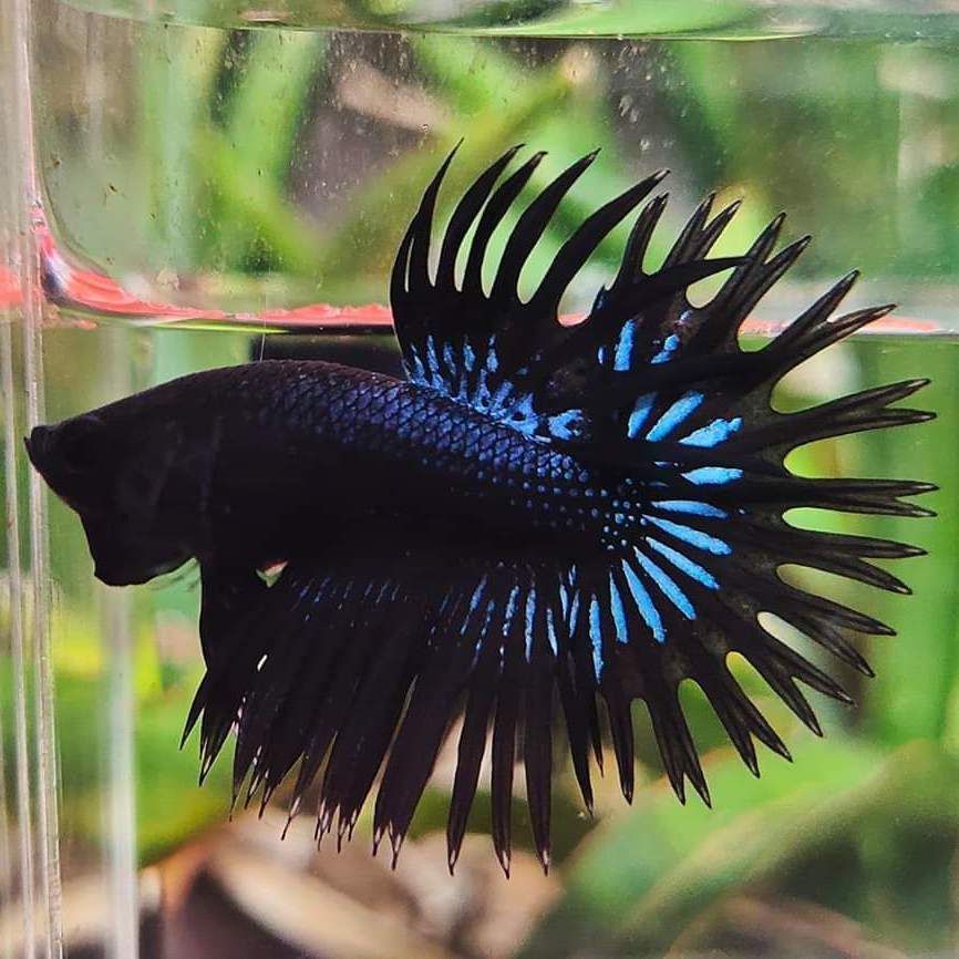 純黑觀賞魚的種類與價格（純黑觀賞魚價格）