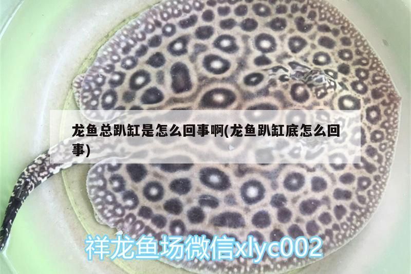 龍魚總趴缸是怎么回事啊(龍魚趴缸底怎么回事)（龍魚總趴缸是什么原因） 龍魚總趴缸是怎么回事啊(龍魚趴缸底怎么回事)（龍魚總趴缸是什么原因） 觀賞魚百科