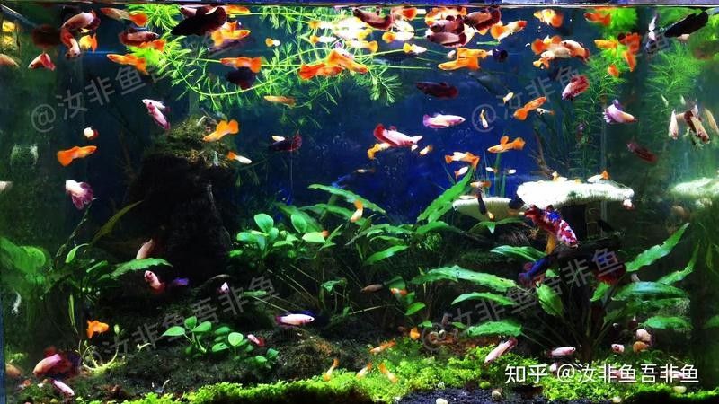 龍魚夜燈需要24小時開嗎（龍魚夜燈24小時開會有哪些具體影響龍魚發(fā)色的影響） 龍魚夜燈需要24小時開嗎（龍魚夜燈24小時開會有哪些具體影響龍魚發(fā)色的影響） 龍魚百科 第11張