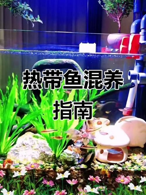如何減少混養中的沖突?(混養沖突怎么辦) 龍魚百科 第3張 如何減少混養中的沖突?(混養沖突怎么辦) 如何減少混養中的沖突?(混養沖突怎么辦) 龍魚百科 第3張