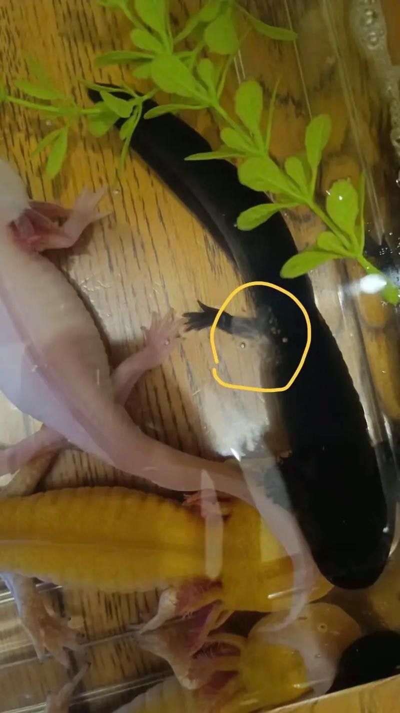 六角恐龍魚繁殖圖片（六角恐龍魚的繁殖過程） 六角恐龍魚繁殖圖片（六角恐龍魚的繁殖過程） 龍魚百科 第10張